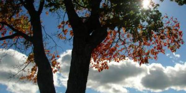 Clouds and sun through a tree
